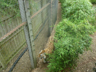 Tiger patrolling the edge of its territory