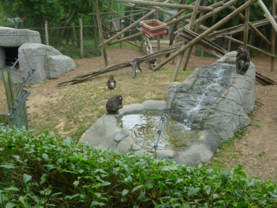 Mandrill group and their enclosure