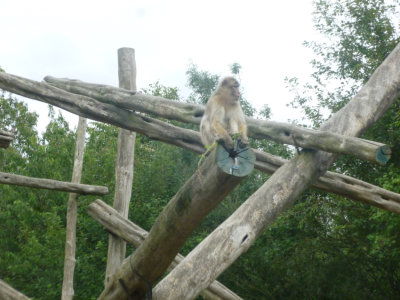 Barbary macaque
