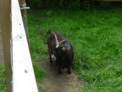 Pigmy goat