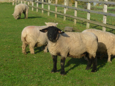 Black Faced Norfolk Sheep
