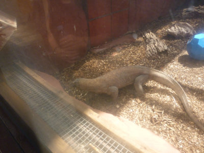 Komodo dragons