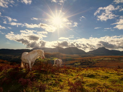 Feral Ponies