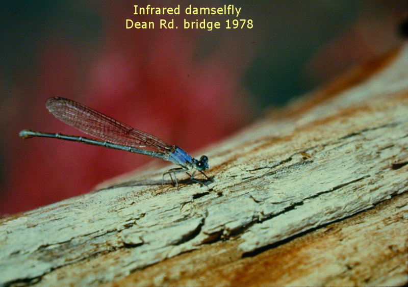 Infrared damselfly on dead wood 1978