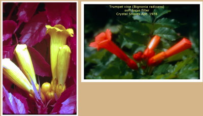 Infrared vs normal - Bignonia radicans