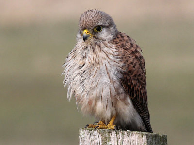 Torenvalk - Common Kestrel