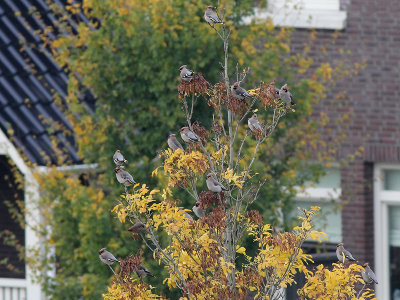 Pestvogel - Bohemian Waxwing - Bombycilla garrulus