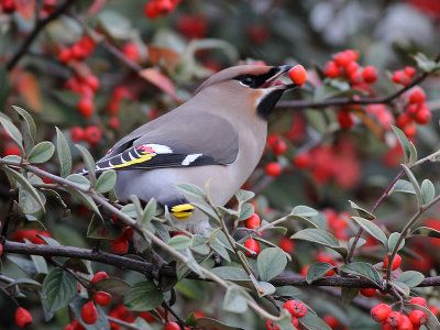 Pestvogel - Bohemian Waxwing - Bombycilla garrulus