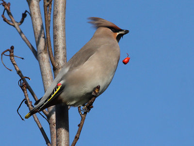 Pestvogel - Bohemian Waxwing - Bombycilla garrulus