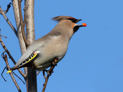 Pestvogel - Bohemian Waxwing - Bombycilla garrulus