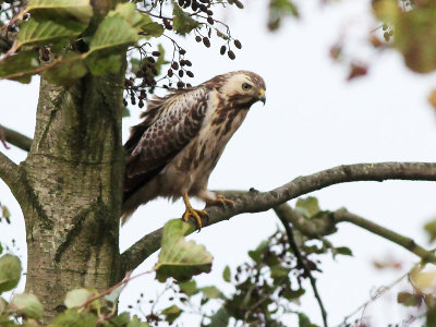 Buizerd - Common Buzzard - Buteo buteo