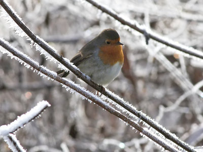 Roodborst - Robin - Erithacus rubecula