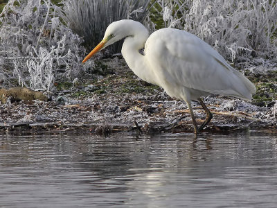 Grote Zilverreiger - Great White Egret - Egretta alba