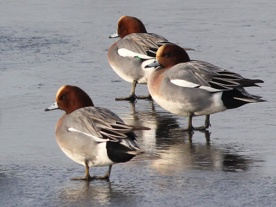 Smient - Eurasian Wigeon - Anas penelope