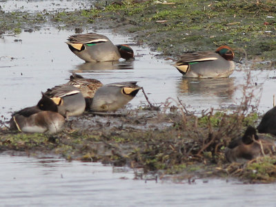 Wintertaling - Common Teal - Anas crecca