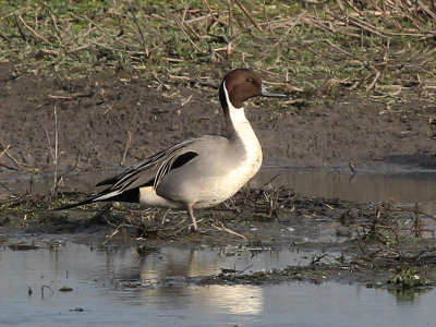 Pijlstaart - Northern Pintail - Anas acuta