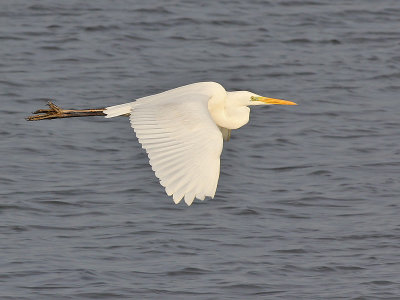 Grote Zilverreiger - Great White Egret - Egretta alba
