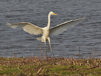Grote Zilverreiger - Great White Egret - Egretta alba