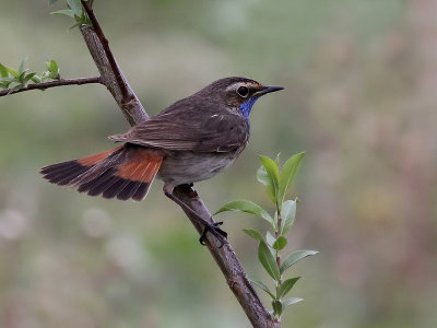 Blauwborst - Bluethroat - Luscinia svecica