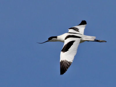 Kluut - Avocet - Recurvirostra avosetta