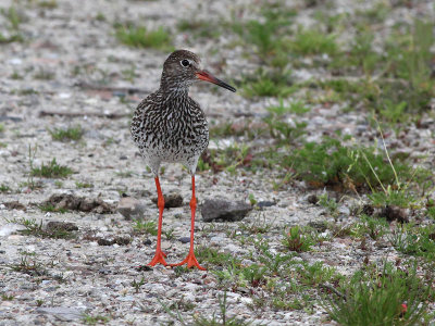 Tureluur - Common Redshank - Tringa totanus