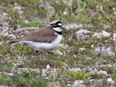 Kleine Plevier - Little Ringed Plover - Charadrius dubius
