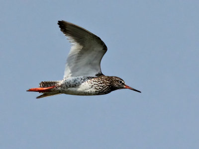 Tureluur - Common Redshank - Tringa totanus