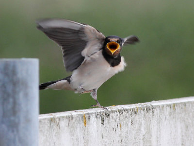 Boerenzwaluw - Barn Swallow - Hirundo rustica
