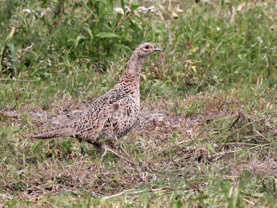 Fazant - Common Pheasant - Phasianus colchicus