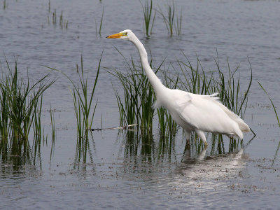 Grote Zilverreiger - Great White Egret - Egretta alba