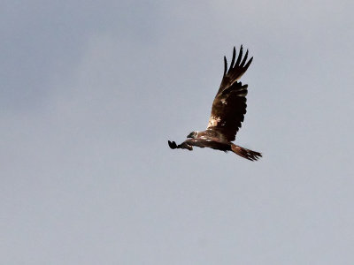 Bruine Kiekendief - Marsh Harrier - Circus aeruginosus