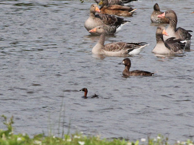 Dodaars - Little Grebe - Tachybaptus ruficollis