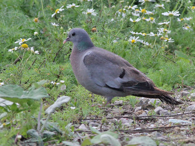 Holeduif - Stock Dove - Columba oenas