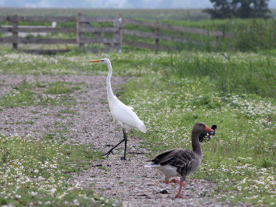 Grote Zilverreiger - Great White Egret - Egretta alba