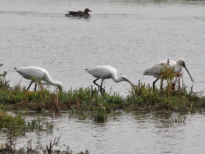 Lepelaar - Spoonbill - Platalea leucorodia
