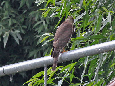 Sperwer - Eurasian Sparrowhawk - Accipiter nisus