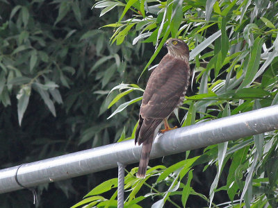 Sperwer - Eurasian Sparrowhawk - Accipiter nisus