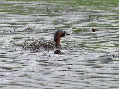 Dodaars - Little Grebe - Tachybaptus ruficollis
