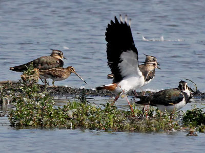 Watersnip - Common Snipe - Gallinago gallinago
