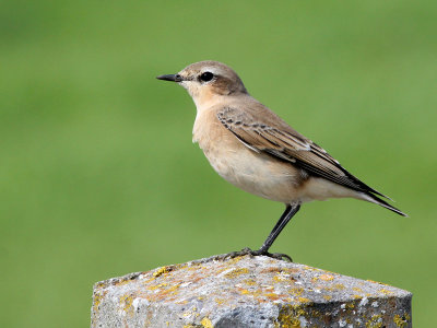 Tapuit - Northern Wheatear - Oenanthe oenanthe