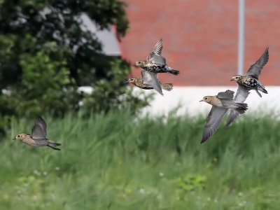 Goudplevier - European Golden Plover - Pluvialis apricaria
