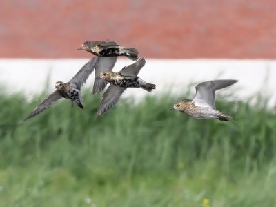 Goudplevier - European Golden Plover - Pluvialis apricaria