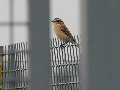 Paap - Whinchat - Saxicola rubetra