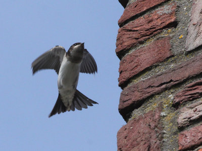 Huiszwaluw - House Martin - Delichon urbica