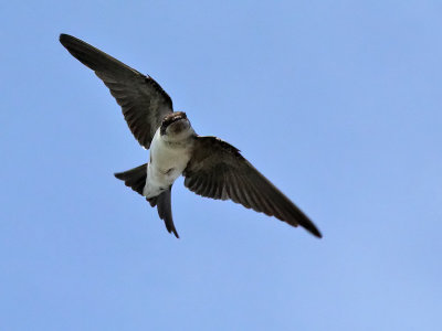 Huiszwaluw - House Martin - Delichon urbica