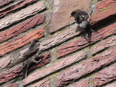 Huiszwaluw - House Martin - Delichon urbica