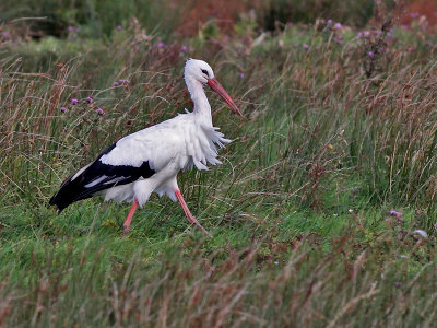 Ooievaar - White Stork - Ciconia ciconia
