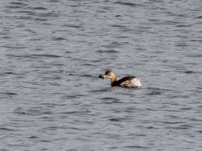 Dodaars - Little Grebe - Tachybaptus ruficollis
