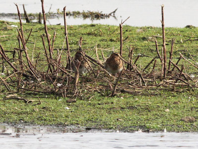 Watersnip - Common Snipe - Gallinago gallinago