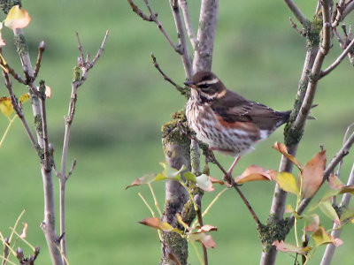 Koperwiek - Redwing - Turdus iliacus